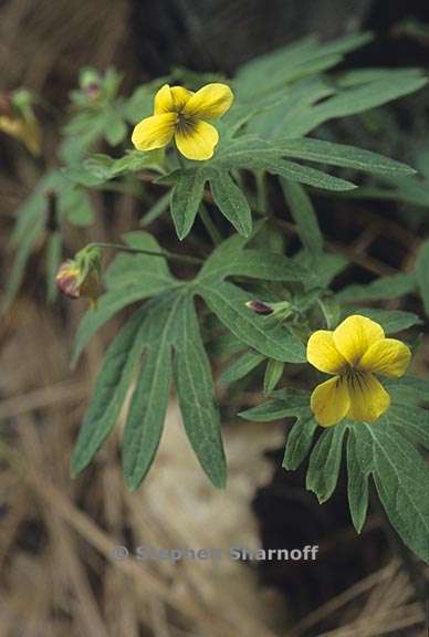 viola lobata 1 graphic